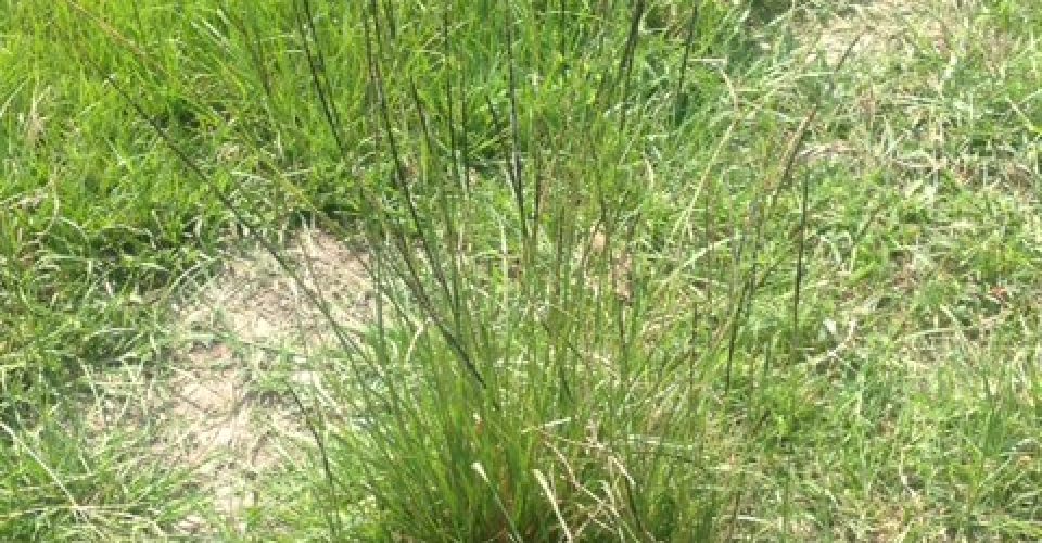 Rattail Smutgrass <br/><span class="smaller_text"><em>Sporobolus indicus</em></span>