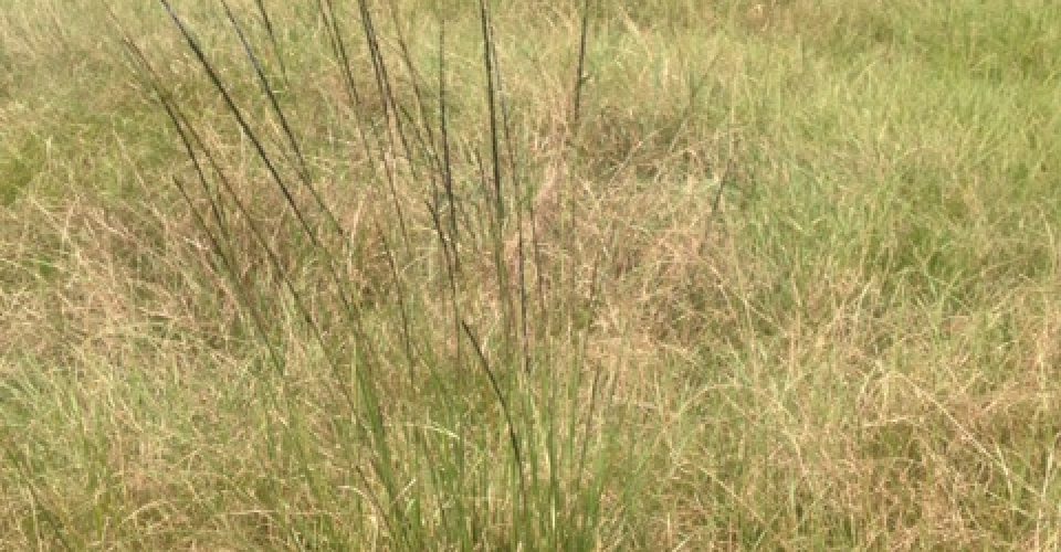 Rattail Smutgrass <br/><span class="smaller_text"><em>Sporobolus indicus</em></span>