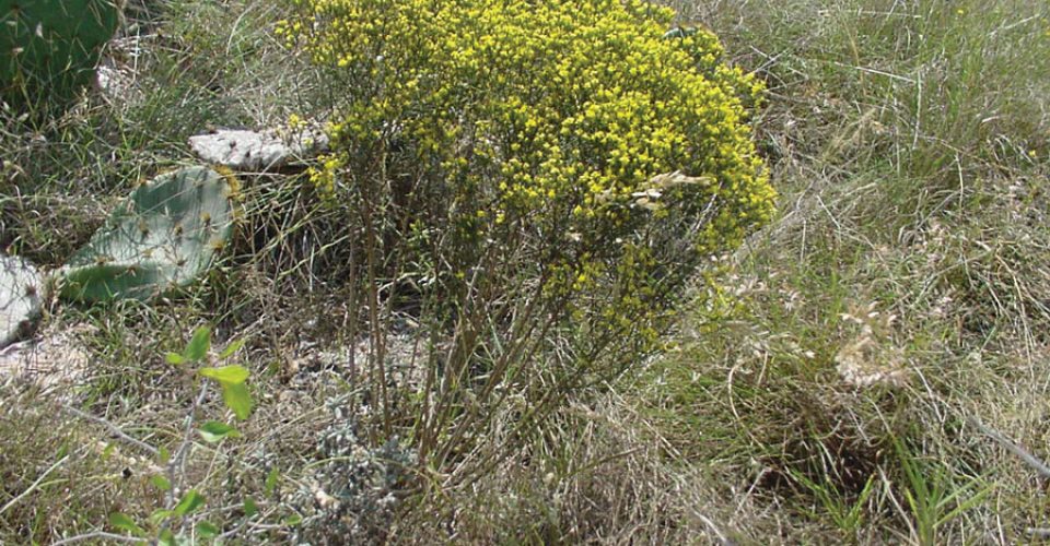 Broom Snakeweed<br/><span class="smaller_text"><em>Gutierrezia sarothrae</em></span>