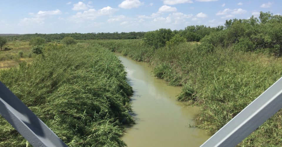 Carrizo Cane – Another Mexican Border Problem