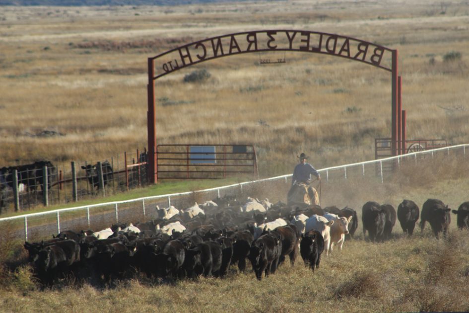 cattlemans_home_banner-1