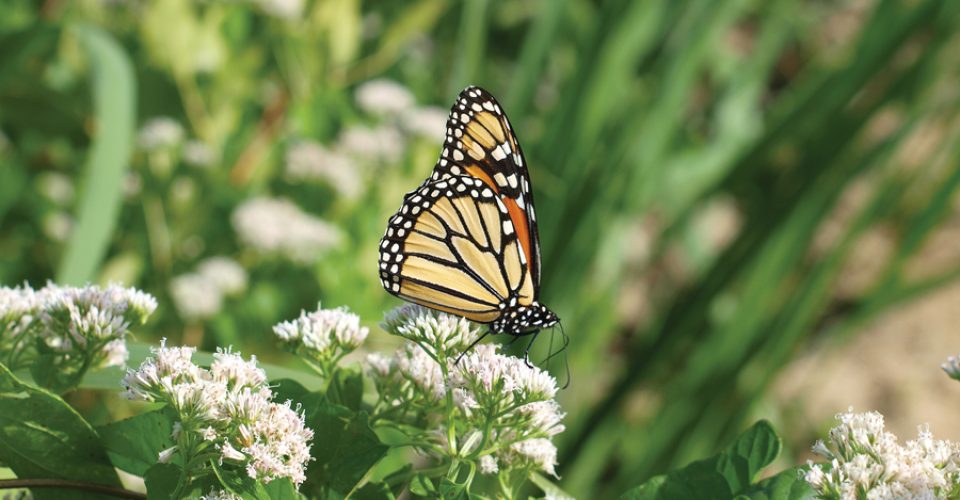 Healthy Plant Populations: It’s All About the BUZZ