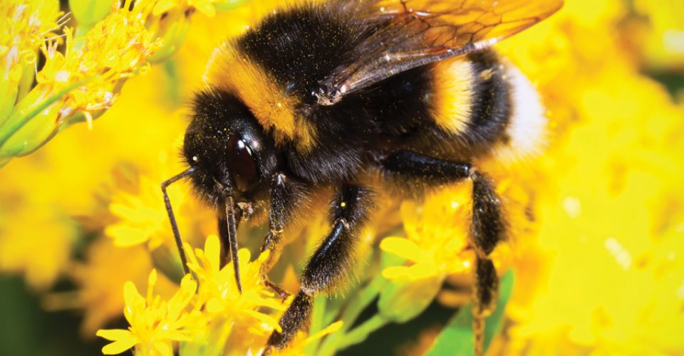 Healthy Plant Populations: It’s All About the BUZZ