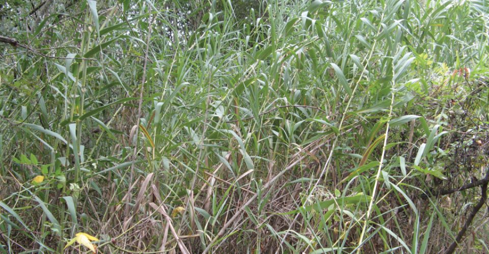 Carrizo Cane – Another Mexican Border Problem
