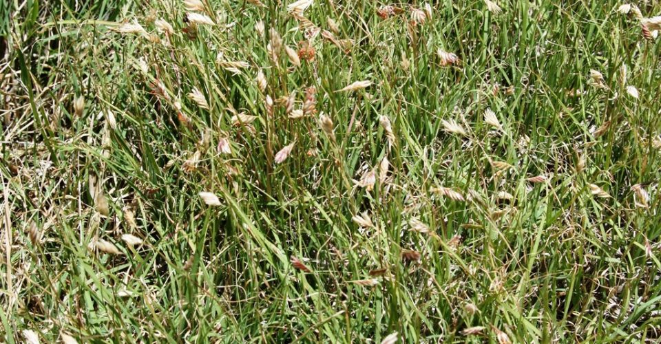 Buffalograss <br/><span class="smaller_text"><em>Bouteloua dactyloides</em></span>