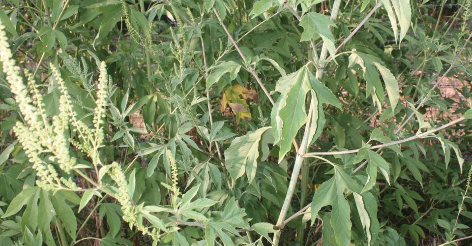Giant Ragweed <br/><span class="smaller_text"><em>Ambrosia trifida</em></span>