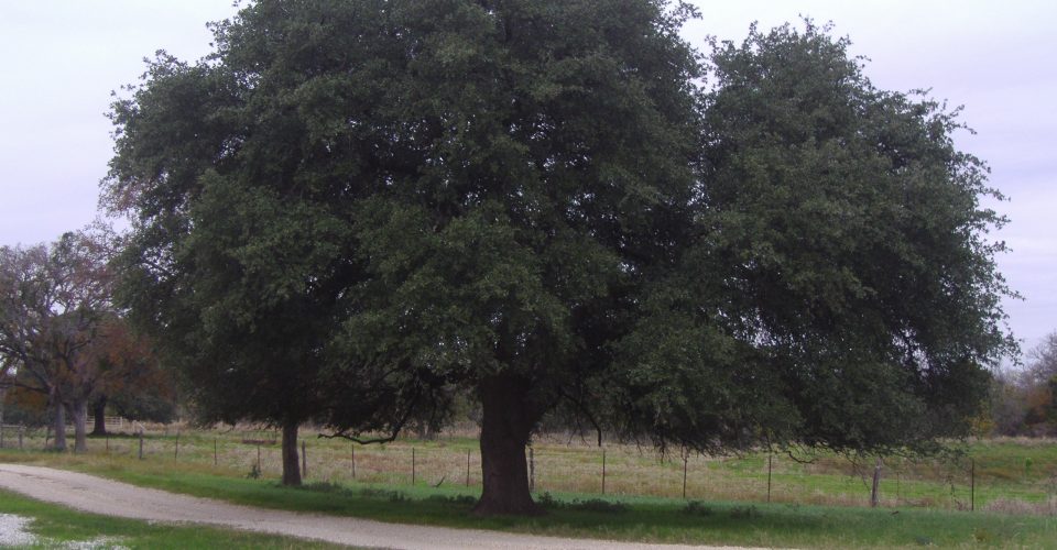 Live oak <br/><span class="smaller_text"><em>Quercus virginiana</em></span>