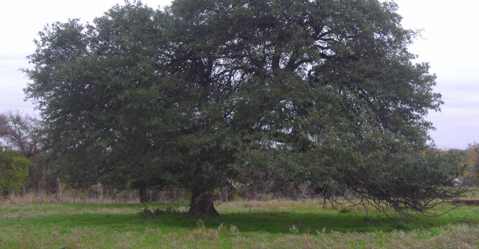 Live oak <br/><span class="smaller_text"><em>Quercus virginiana</em></span>