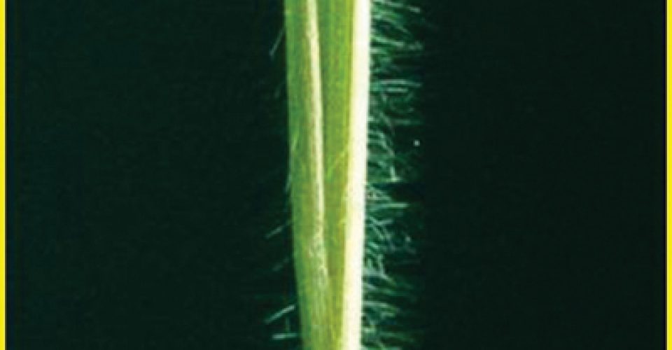Rescuegrass <br/><span class="smaller_text"><em>Bromus unioloides</em></span>