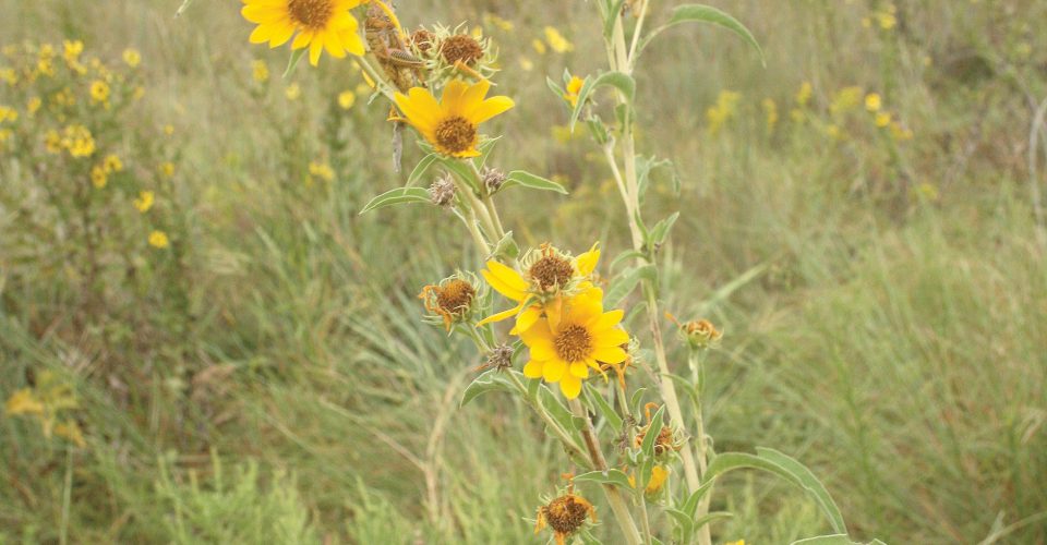 Sunflower <br/><span class="smaller_text"><em>Helianthus annuus</em></span>