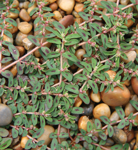 spotted_spurge_562x610