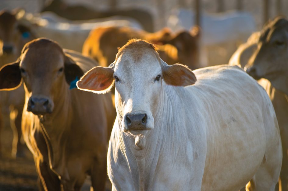 bigstock-Cattle-In-Yards-4481228-cmykweb bigstock-Cattle-In-Yards-4481228-cmykweb
