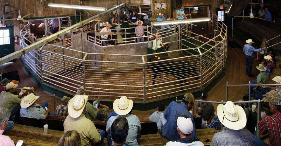 From Cattle Buyer to Auction Owner