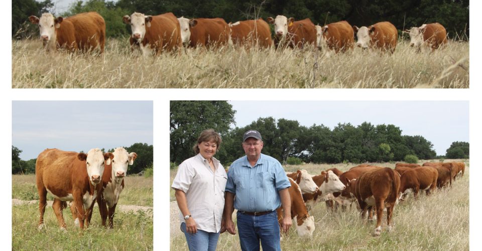 Resilience and Recovery | Jackson Hereford Ranch