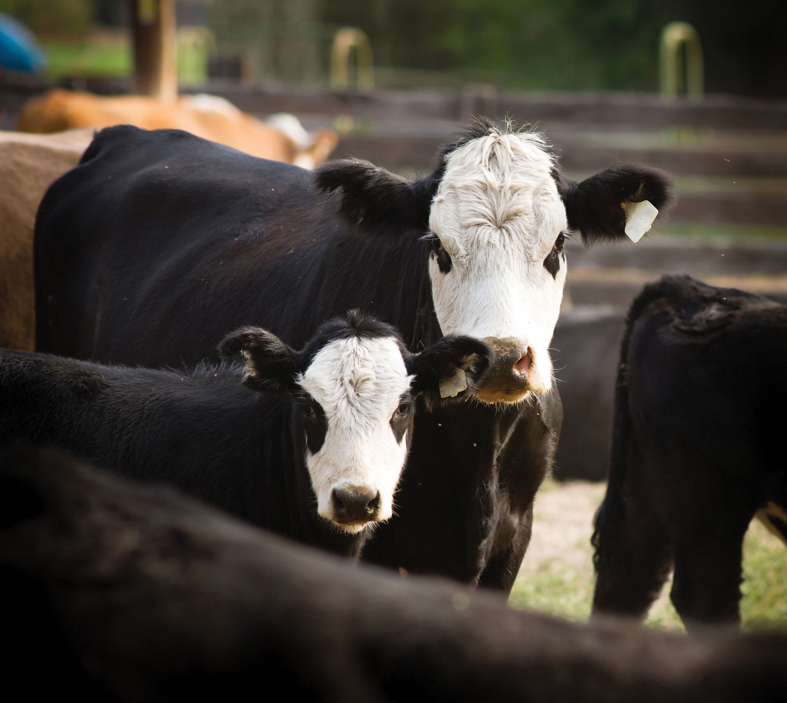 bigstock-Mother-And-Calf-Livestock-Catt-74897890