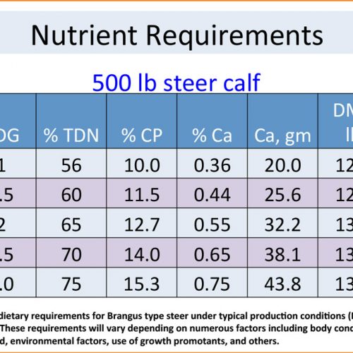 Feeding Them Right – Nutrient Requirements for Stocker Cattle