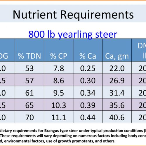 Feeding Them Right – Nutrient Requirements for Stocker Cattle