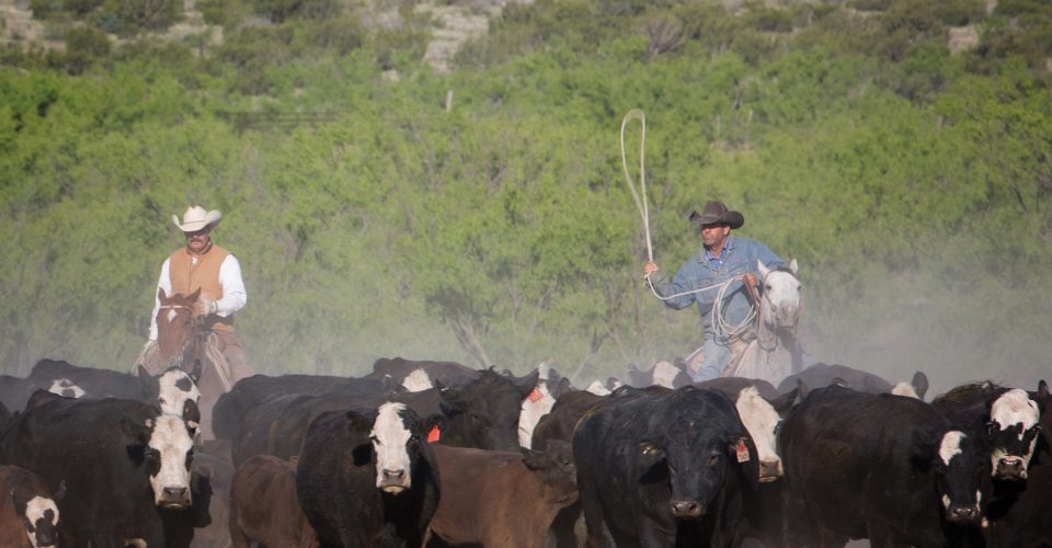 Managing Cattle and Horses Together