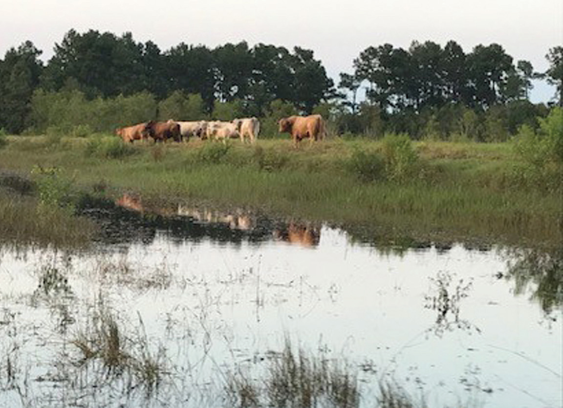 Ranchers Reach Out After Hurricane Harvey