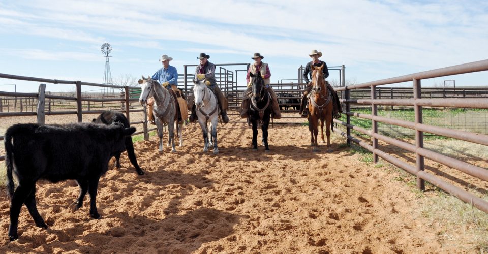 Think Like a Steward of the Land | Sterling Cattle Company