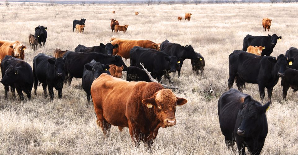Think Like a Steward of the Land | Sterling Cattle Company