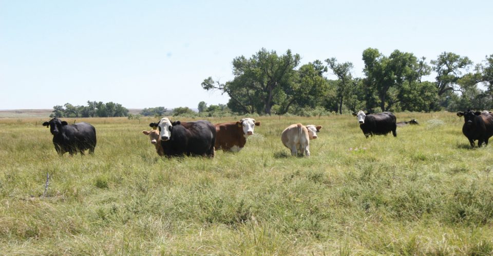 Growing and Managing Year-Round Pastures