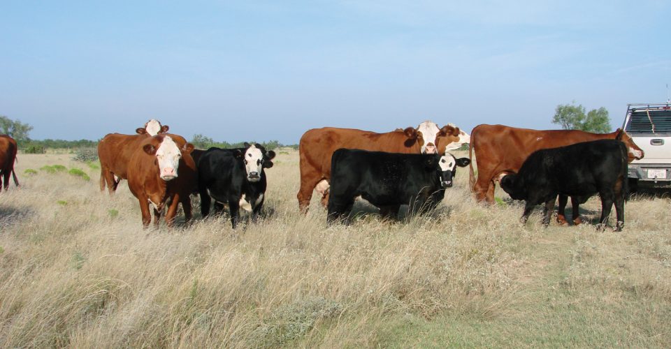 Growing and Managing Year-Round Pastures