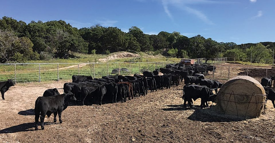 Knowledge Breeds Success for Farris Ranching Company