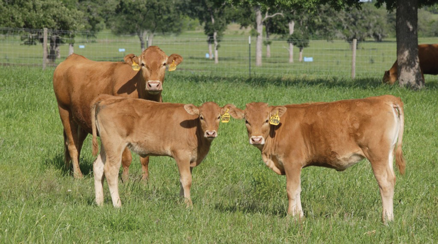 bigstock-Herd-of-Cows-in-a-Field-93317969