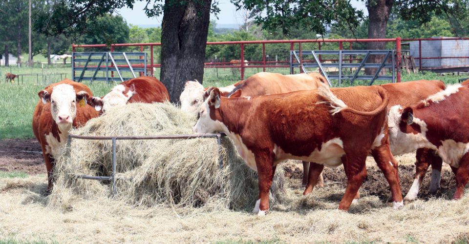 Building a Complete Nutritional Program for the Cow Herd