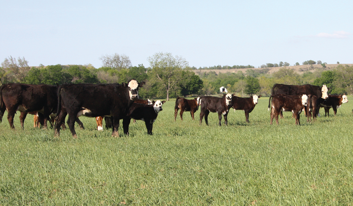 bigstock-Herd-of-Cows-in-a-Field-93317969