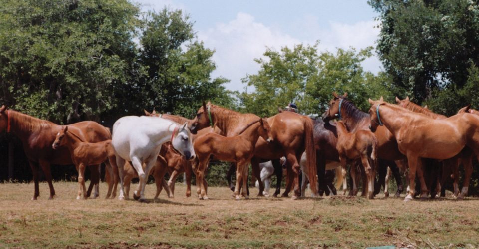 Biosecurity Tips to Keep Your Horses Healthy