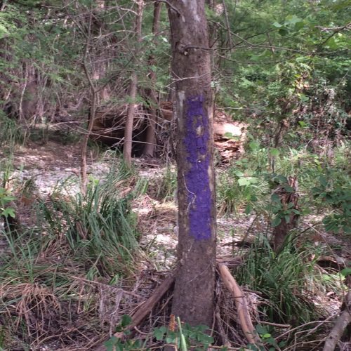 Properly Position Purple Paint to Put Off Trespassers