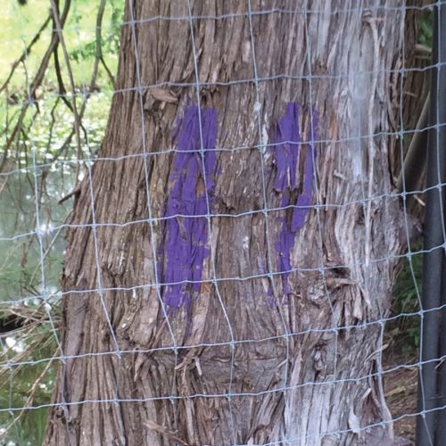 Properly Position Purple Paint to Put Off Trespassers